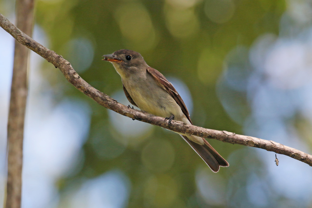 Acadian Flycatcher